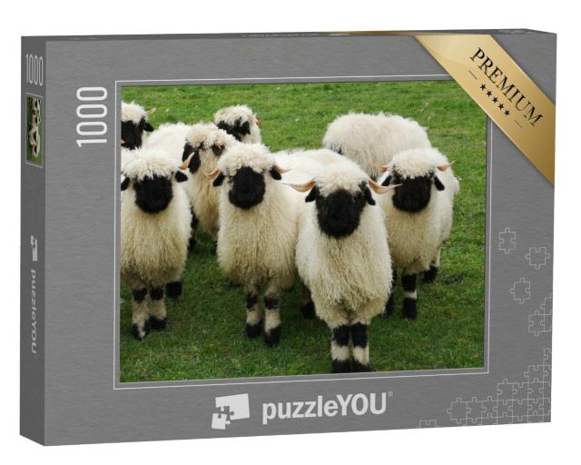Puzzle de 1000 pièces « Un troupeau de moutons blancs à tête noire, Nez noir du Valais »