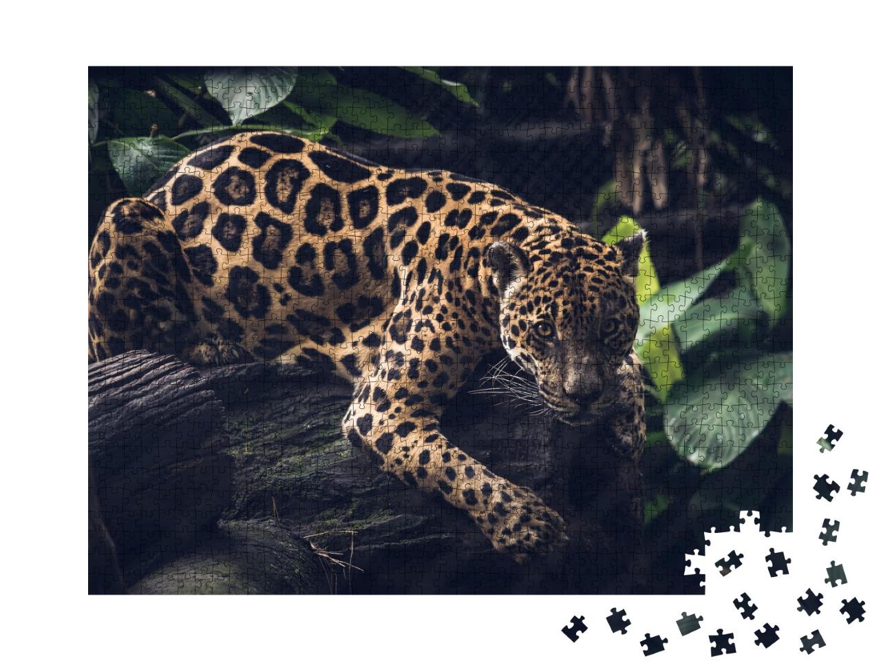 Puzzle de 1000 pièces « Jaguar, Panthera Onca »