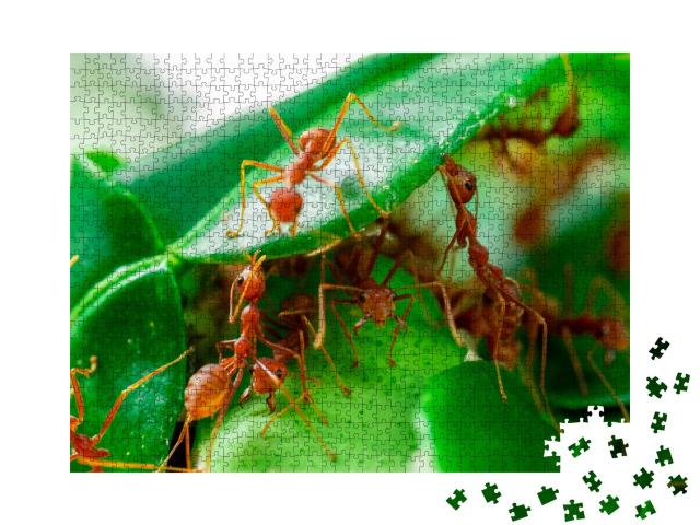 Puzzle de 1000 pièces « Des fourmis sur une feuille verte »