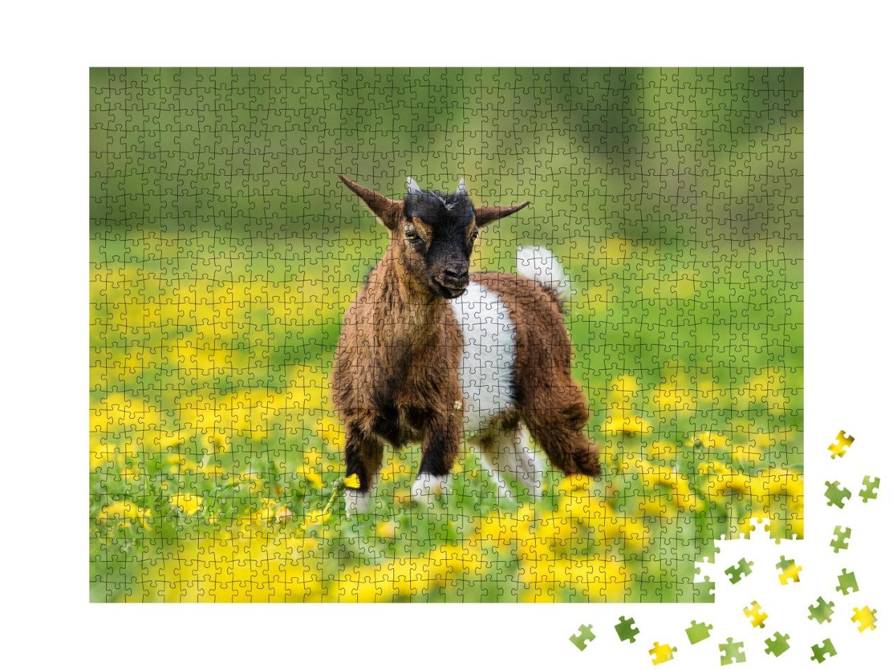 Puzzle de 1000 pièces « Petite chèvre nigériane dans un champ de fleurs »