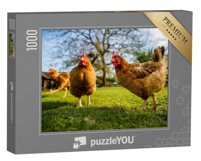 Puzzle de 1000 pièces « Poulets de plein air dans une ferme avicole traditionnelle »