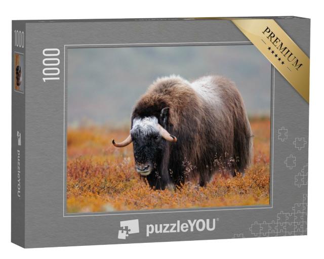 Puzzle de 1000 pièces « Bœuf musqué dans un paysage d'automne, Dovrefjell, Norvège »