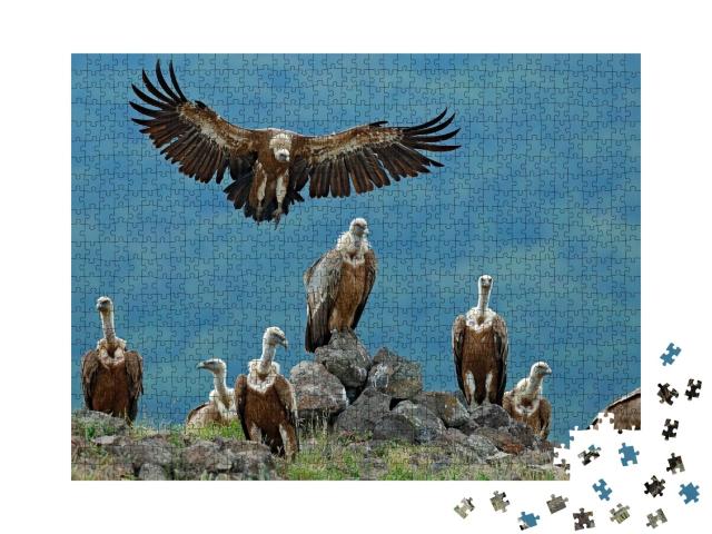 Puzzle de 1000 pièces « Groupe de vautours fauves dans leur habitat naturel »