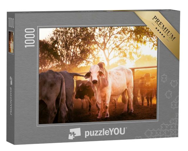 Puzzle de 1000 pièces « Jeunes taureaux dans un enclos, Territoire du Nord en Australie »