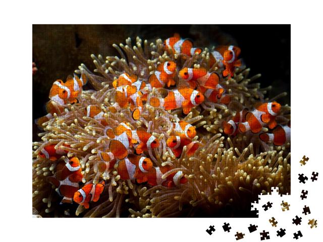 Puzzle de 1000 pièces « De jolis poissons-anémones jouent sur le récif corallien »