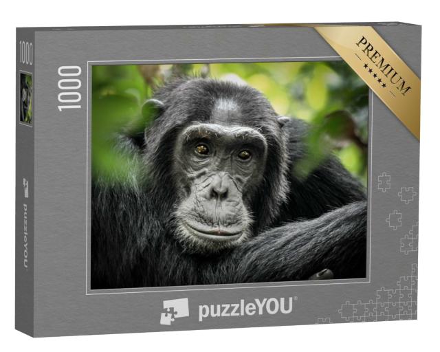 Puzzle de 1000 pièces « Chimpanzé dans le parc national de la forêt de Kibale, Ouganda, Afrique »