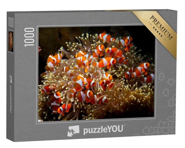 Puzzle de 1000 pièces « De jolis poissons-anémones jouent sur le récif corallien »