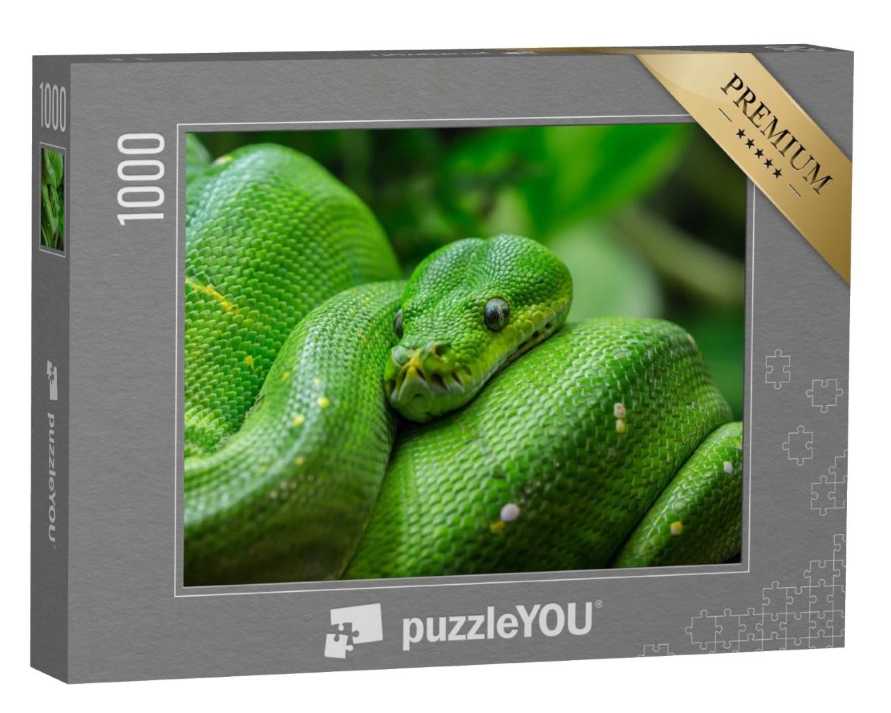Puzzle de 1000 pièces « Gros plan sur un python vert arboricole »