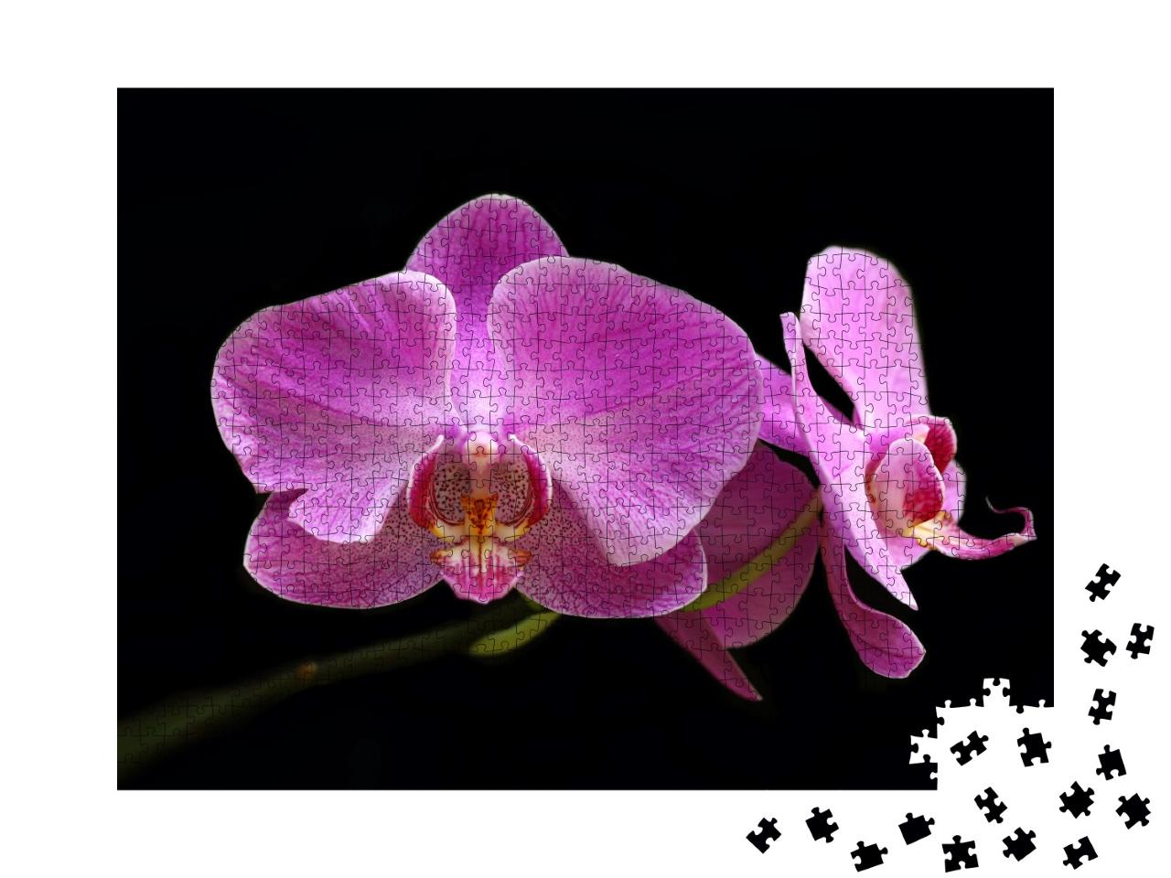 Puzzle de 1000 pièces « L'orchidée lune rose »