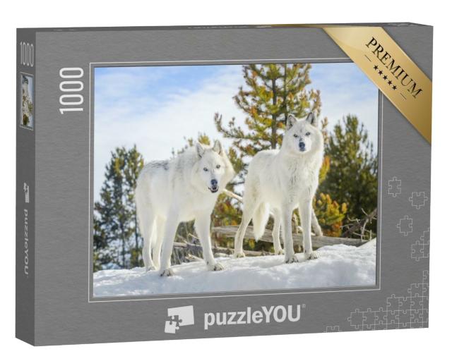 Puzzle de 1000 pièces « Deux loups des bois dans un paysage de neige sauvage »