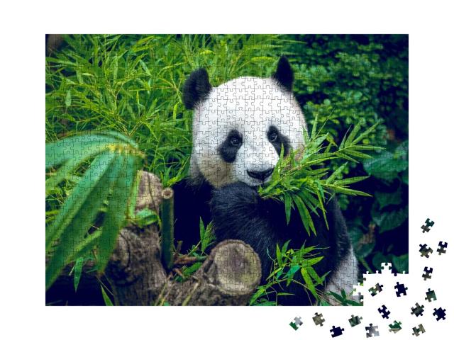 Puzzle de 1000 pièces « Un panda géant affamé lors de son repas en bambou »