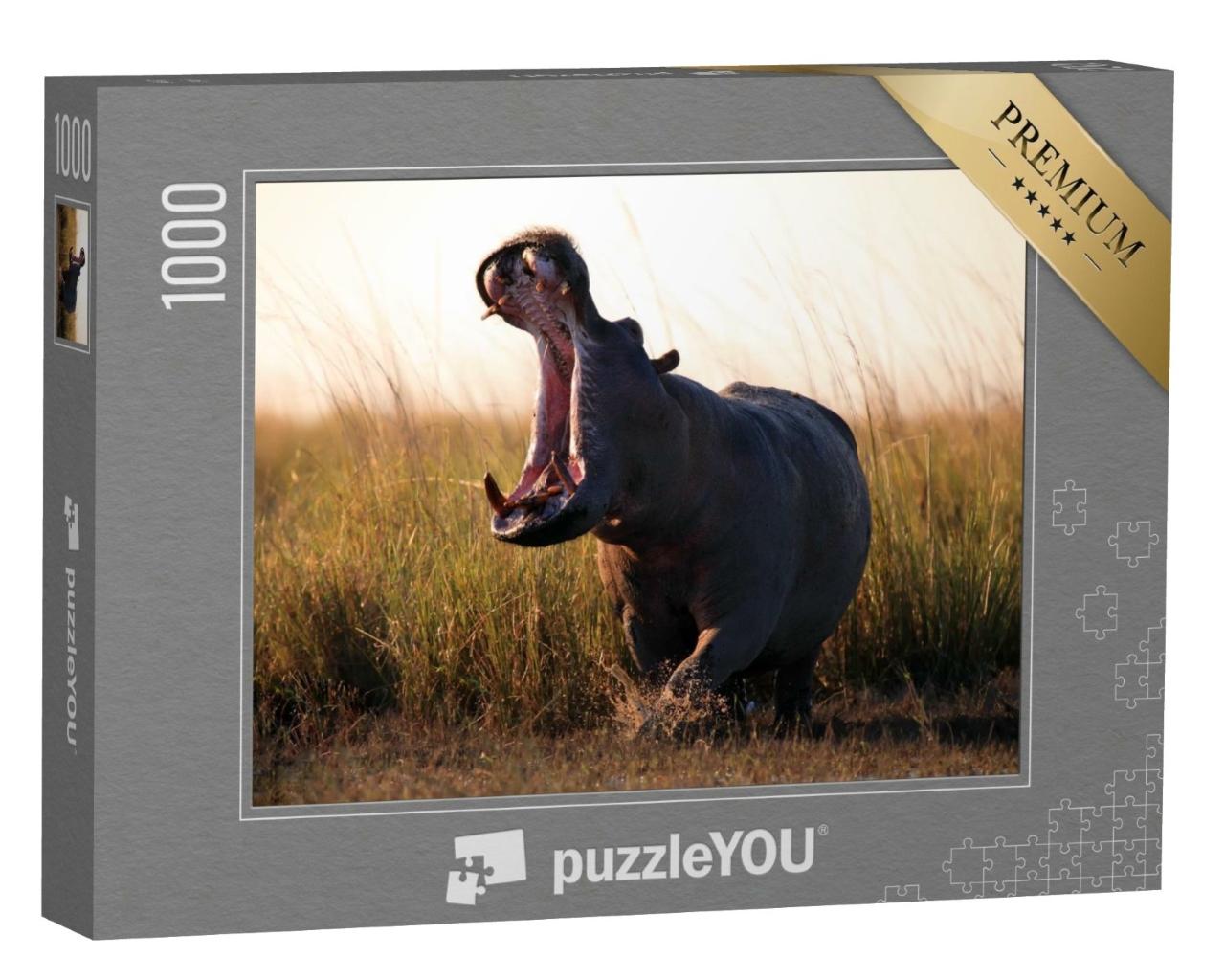 Puzzle de 1000 pièces « L'hippopotame, Hippopotamus amphibius »