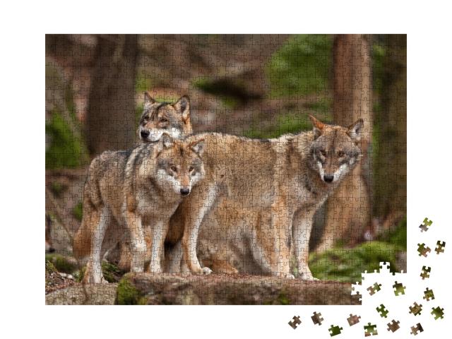 Puzzle de 1000 pièces « Famille de loups dans leur habitat naturel »