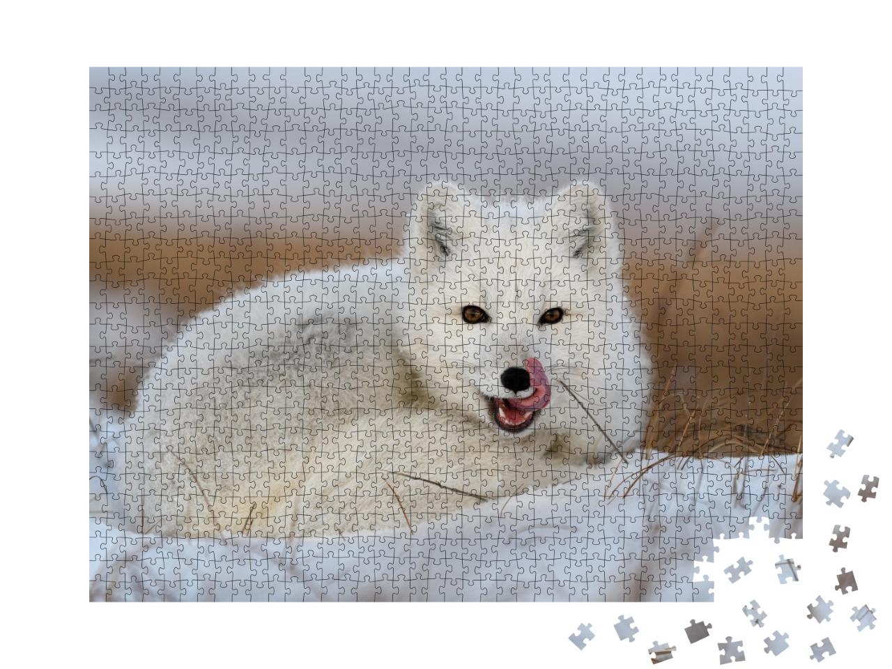 Puzzle de 1000 pièces « Renard polaire blanc, Vulpes Lagopus, roulé en boule dans la neige »