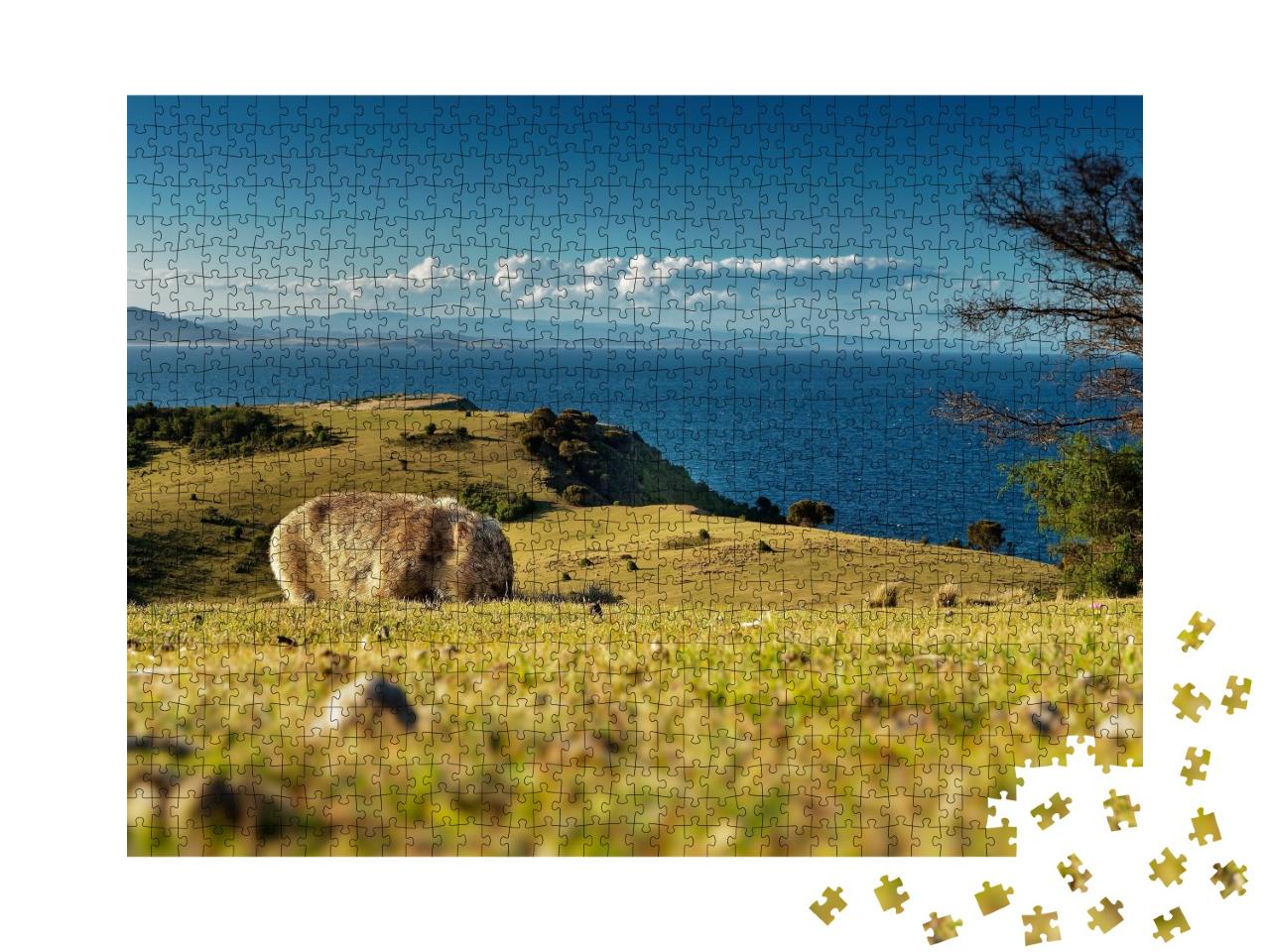 Puzzle de 1000 pièces « Un wombat cherche de la nourriture »