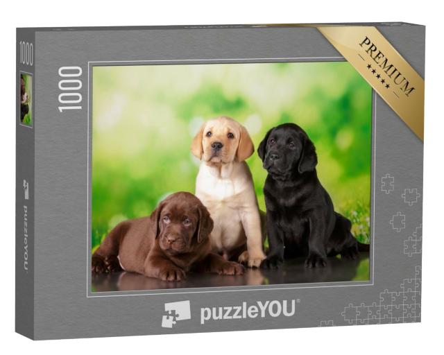 Puzzle de 1000 pièces « Triplement mignon : un chiot labrador brun, un doré et un noir »