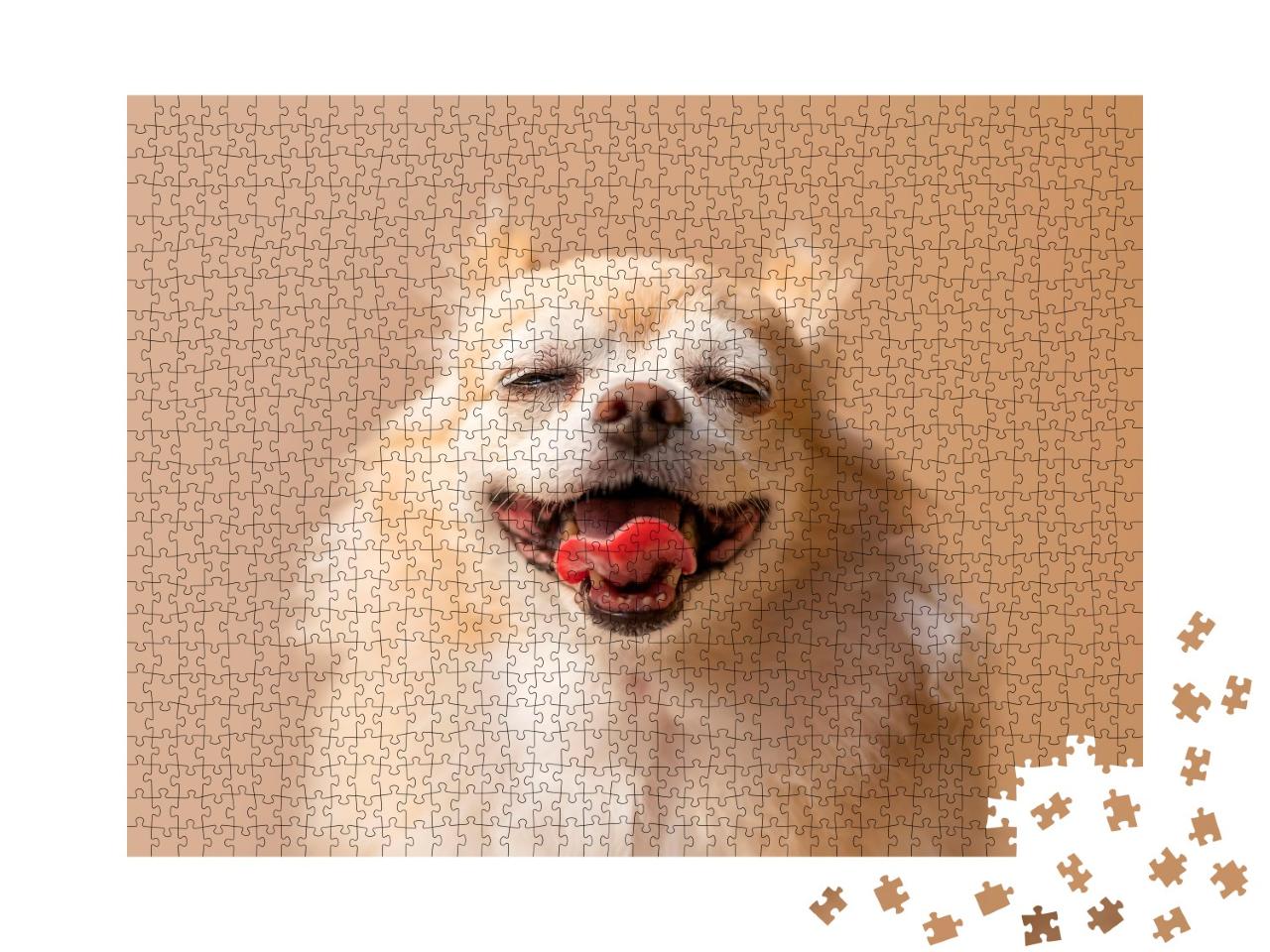 Puzzle de 1000 pièces « Chihuahua brun »