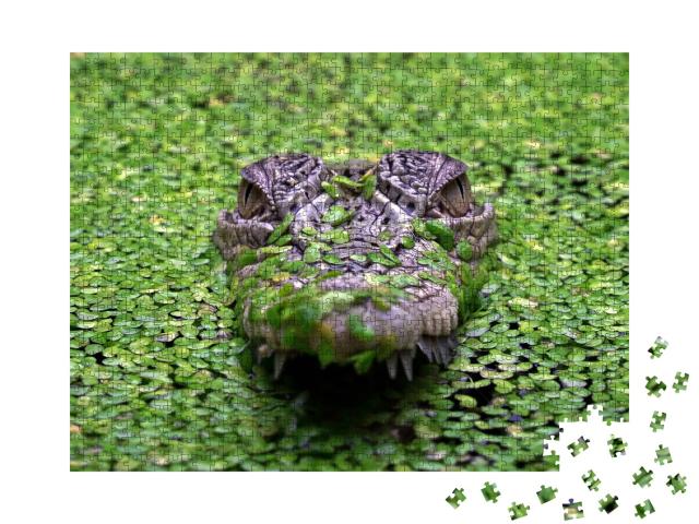 Puzzle de 1000 pièces « Le crocodile d'eau salée, Crocodylus porosus »
