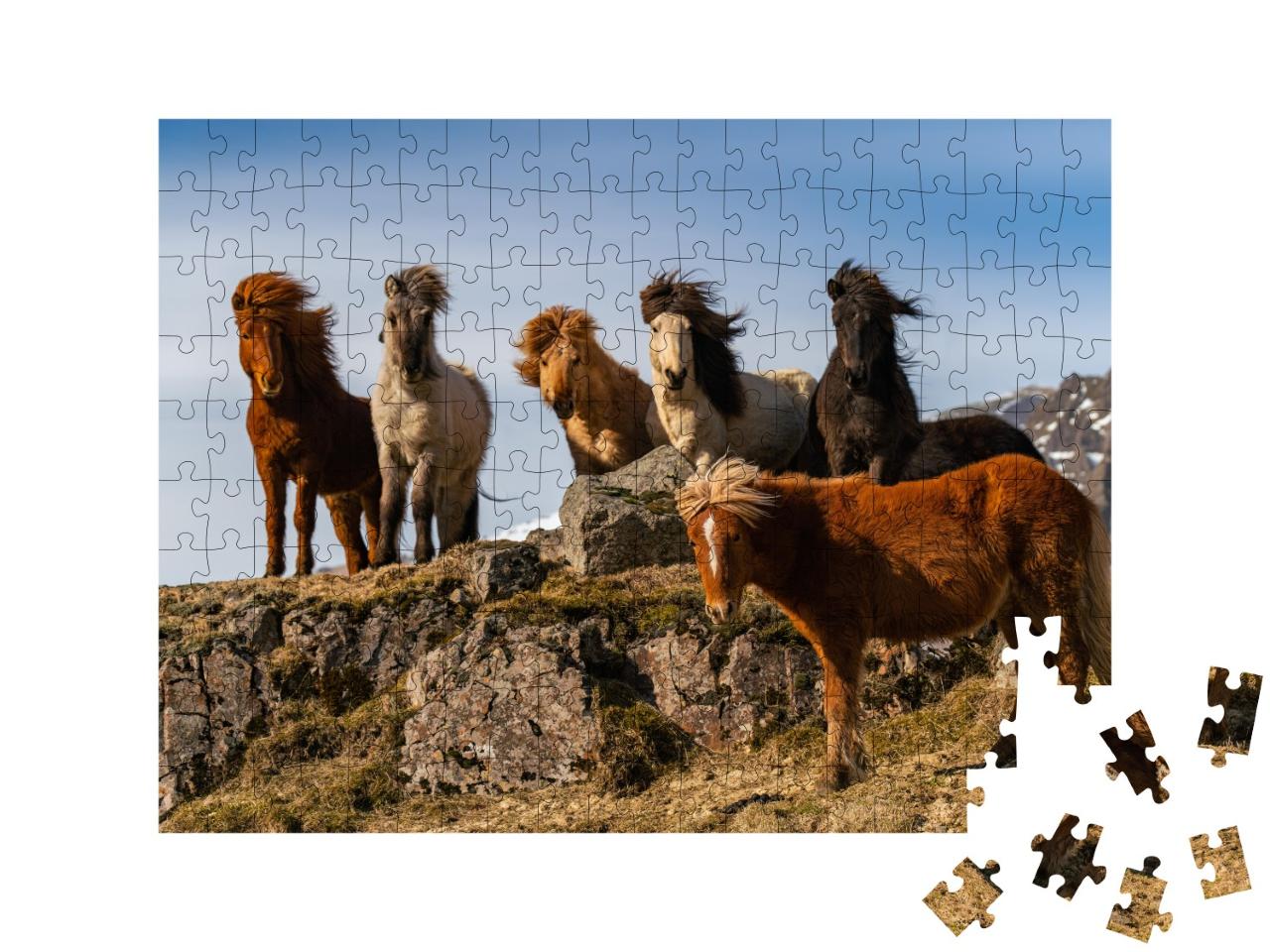 Puzzle de 200 pièces « Un troupeau de chevaux islandais dans le vent rude »