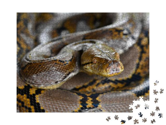 Puzzle de 1000 pièces « Python réticulé Serpent de Bornéo, Python reticulatus »