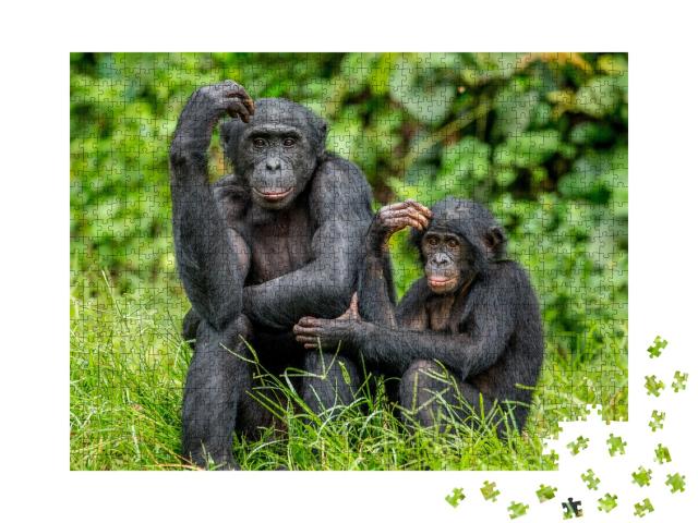 Puzzle de 1000 pièces « Bonobo femelle avec un bébé au Congo, Afrique »