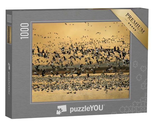 Puzzle de 1000 pièces « Oies des neiges au Loess Bluffs National Wildlife Refuge, Missouri, USA »