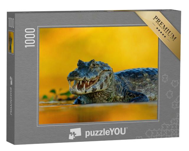 Puzzle de 1000 pièces « Caïman de Yacare, un crocodile dans la rivière, Pantanal, Brésil »