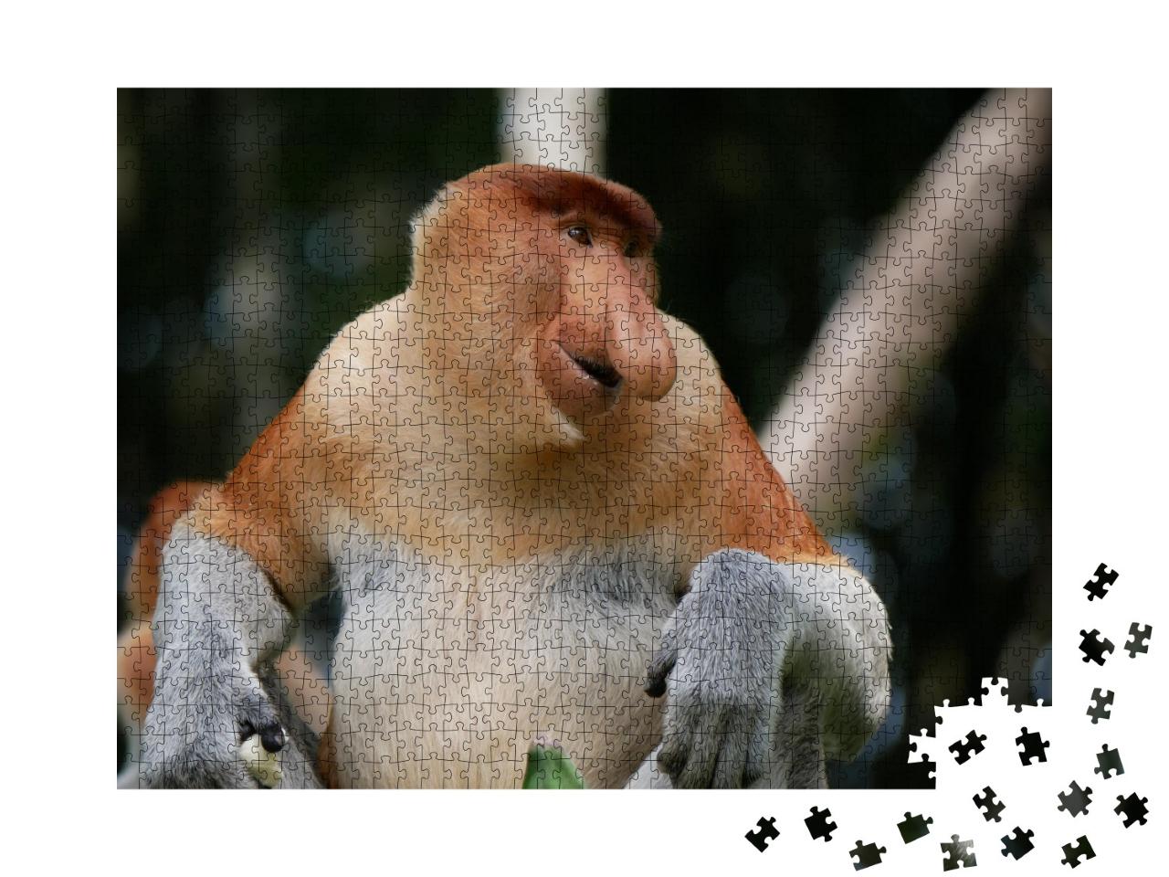 Puzzle de 1000 pièces « Singe proboscis mâle adulte ou singe à long nez »