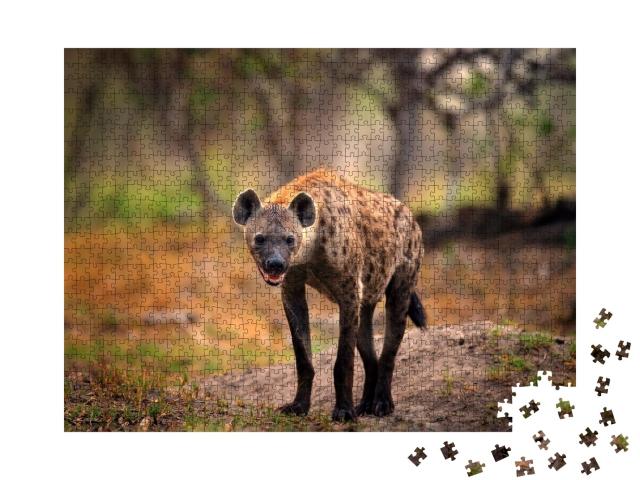 Puzzle de 1000 pièces « Hyène tachetée à la recherche d'une proie, Okavango, Botswana »