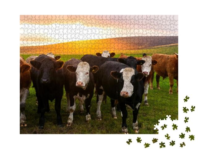 Puzzle de 1000 pièces « Un troupeau de vaches au coucher du soleil, Orkney, Écosse »