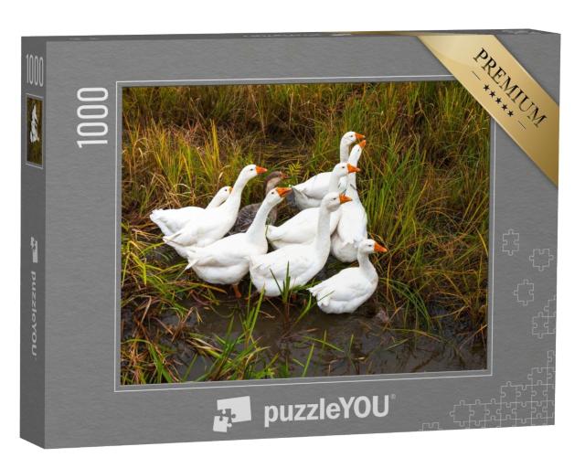 Puzzle de 1000 pièces « Des oies dans la prairie »