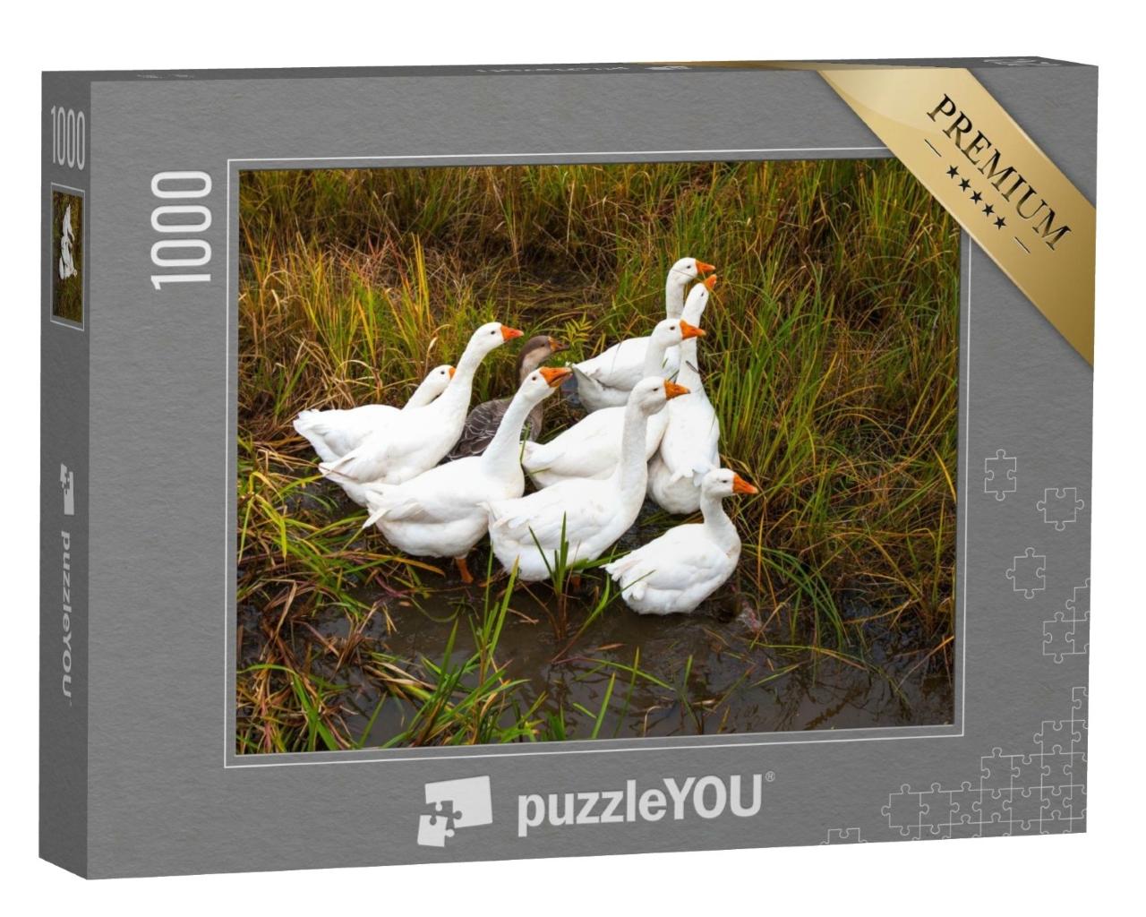 Puzzle de 1000 pièces « Des oies dans la prairie »