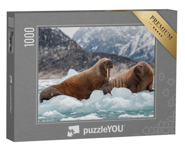 Puzzle de 1000 pièces « Morse et son petit sur la glace d'un fjord, Groenland oriental »