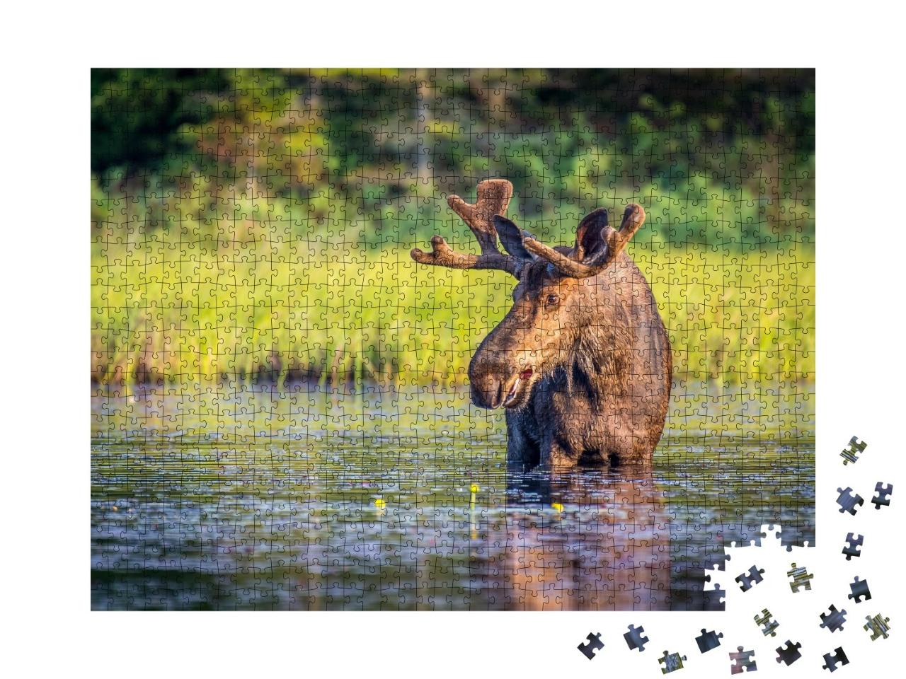 Puzzle de 1000 pièces « Elan mâle dans le parc Algonguin, Ontario, Canada »
