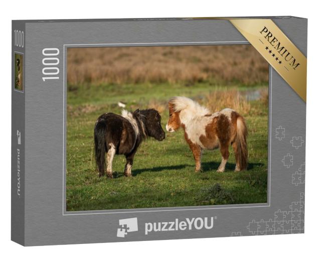 Puzzle de 1000 pièces « Poneys Shetland dans les pâturages du Limbourg, Pays-Bas »