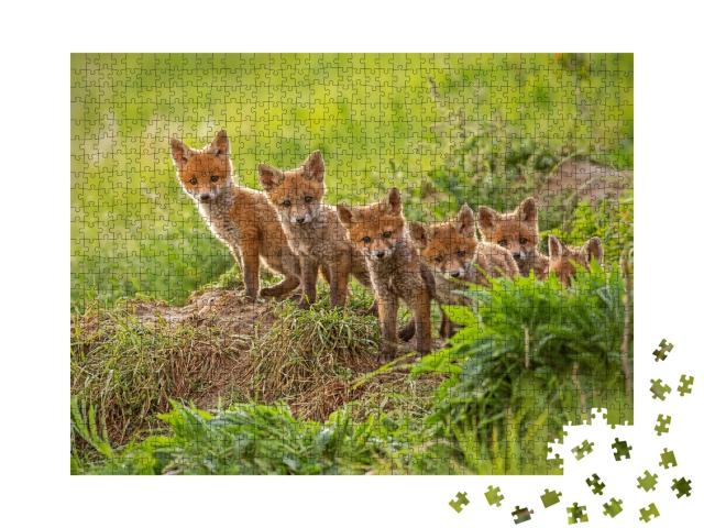 Puzzle de 1000 pièces « De petits renards roux curieux explorent le monde »