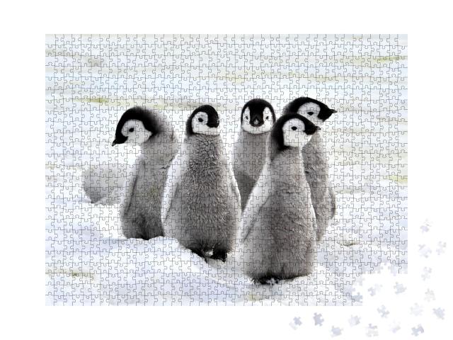 Puzzle de 1000 pièces « Poussin de manchot empereur sur la neige, Antarctique »