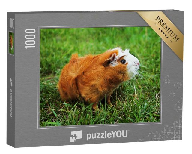 Puzzle de 1000 pièces « Cochon d'Inde Abyssin rouge sur herbe verte »