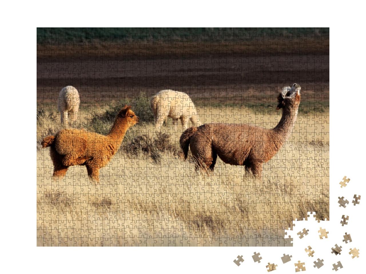 Puzzle de 1000 pièces « Les alpagas (Vicugna pacos) sont une espèce domestiquée de chameau d'Amérique du Sud. »