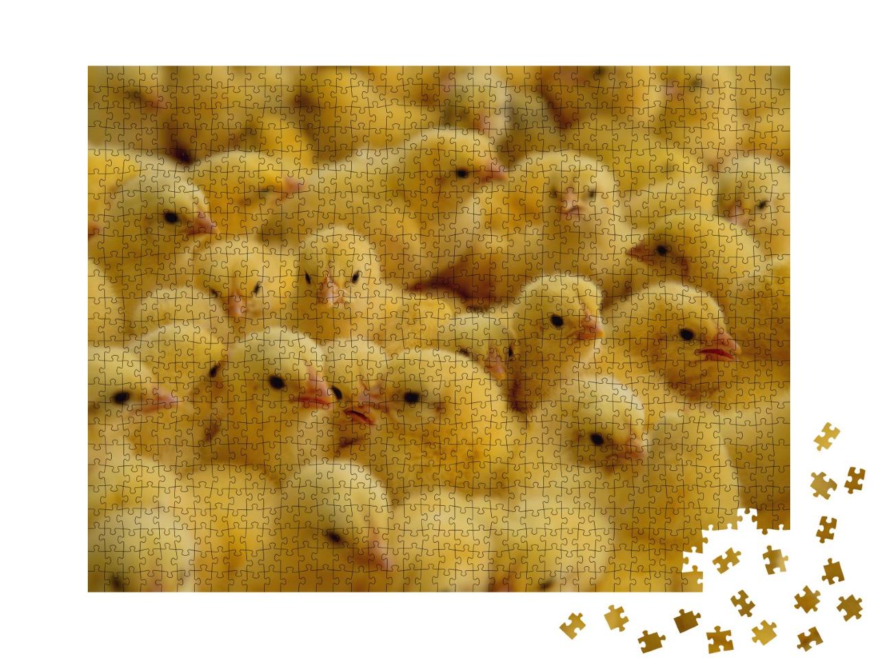 Puzzle de 1000 pièces « Poulets dans une ferme »