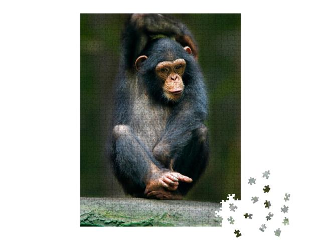 Puzzle de 1000 pièces « Chimpanzé comme singe humain d'Afrique »
