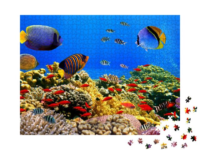 Puzzle de 1000 pièces « Colonie de coraux sur un récif de la mer Rouge »