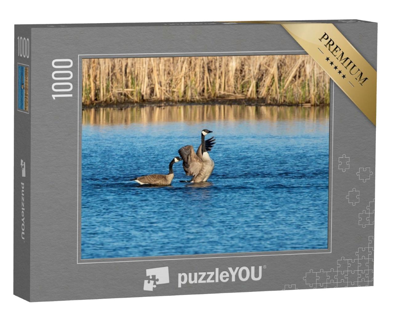 Puzzle de 1000 pièces « Bernaches du Canada sur le lac »