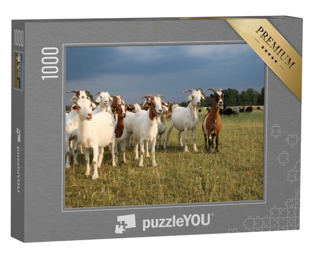 Puzzle de 1000 pièces « Troupeau de chèvres et troupeau de moutons dans la lande de Lunebourg »