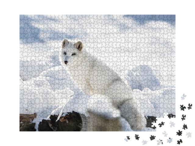 Puzzle de 1000 pièces « Renard arctique sur une colline dans le Parc Omega, Québec, Canada »