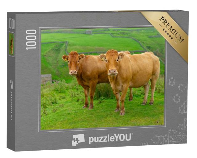 Puzzle de 1000 pièces « Deux belles vaches limousines sur les High Fells près de Keld dans le North Yorkshire »