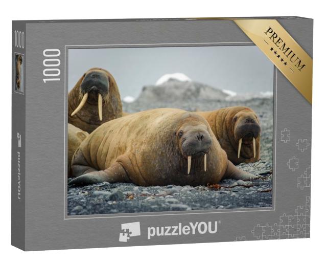 Puzzle de 1000 pièces « Des morses allongés sur une plage de l'Arctique »
