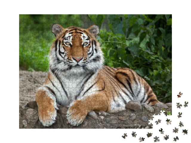 Puzzle de 1000 pièces « Tigre de Sibérie, également connu sous le nom de tigre de l'Amour »