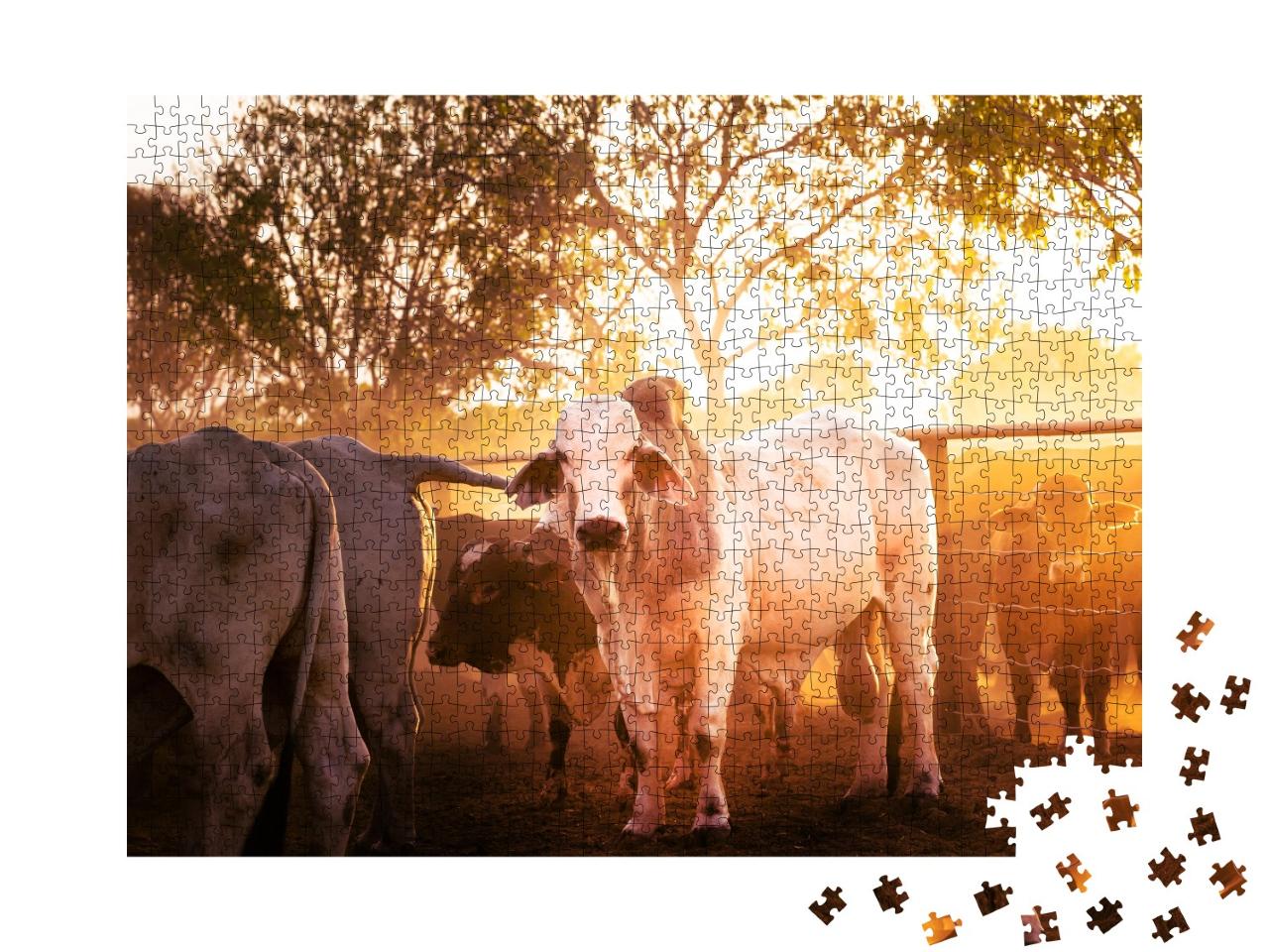 Puzzle de 1000 pièces « Jeunes taureaux dans un enclos, Territoire du Nord en Australie »