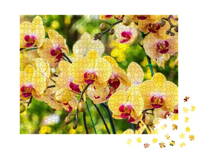 Puzzle de 1000 pièces « Magnifique orchidée jaune »